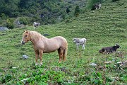 11 Mucche e cavalli al pascolo